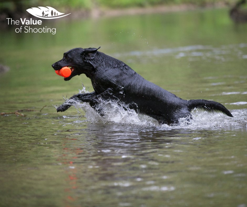BASCnews's tweet photo. THE VALUE OF SHOOTING

Take part in the Value of Shooting study today to help establish the economic, environmental and social impact of all shooting disciplines in the UK. 

Whatever your role in the shooting sector, we want to hear from you.

Take part: https://t.co/B2QX32EVJo https://t.co/WJem2RbpxF