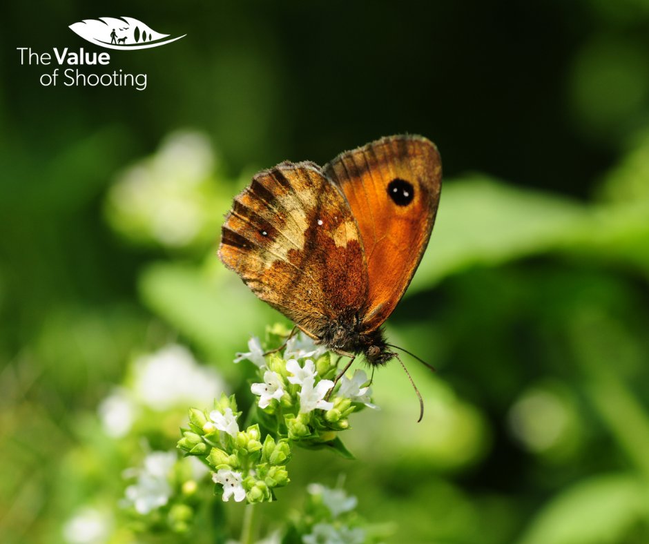 BASCnews's tweet photo. THE VALUE OF SHOOTING

Take part in the Value of Shooting study today to help establish the economic, environmental and social impact of all shooting disciplines in the UK. 

Whatever your role in the shooting sector, we want to hear from you.

Take part: https://t.co/B2QX32EVJo https://t.co/WJem2RbpxF