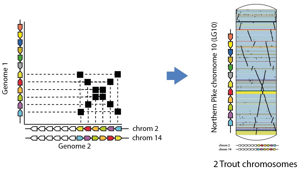 GenomicusDB's tweet photo. 9. Now, if the second set of duplicated genes in genome 2 is flipped in the other orientation (remember, the orientation is arbitrary), then we have a “cross” instead of two parallel diagonals, as in Northern Pike chromosome 10. https://t.co/CyKPkatDAY