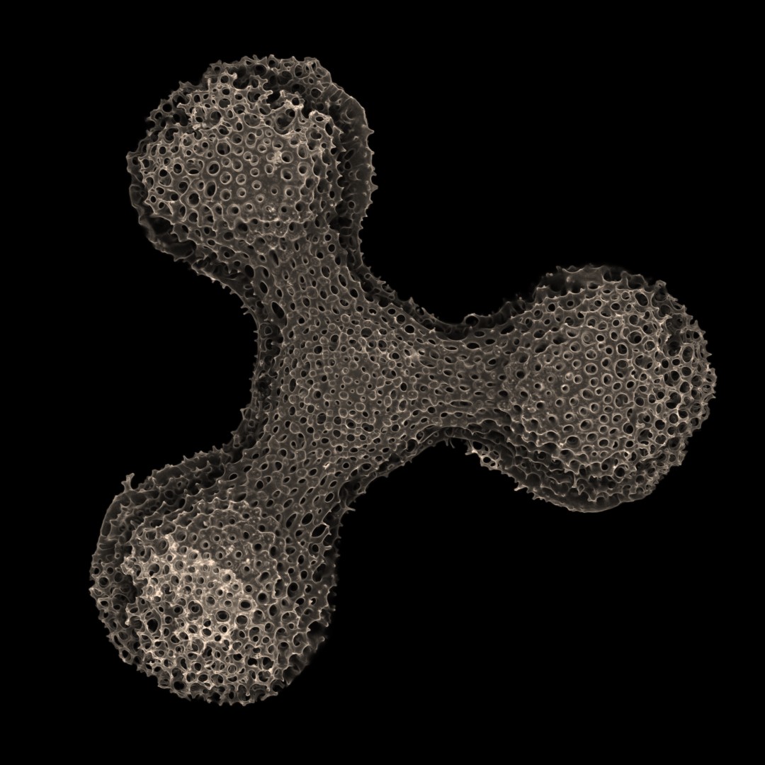 zeiss_micro's tweet image. Geosciences &amp;amp; Natural Resources: 
Microfossil of radiolarian for micropaleontology | Sebastien Colin, 
@MPI_Bio
#ZEISSImageContest