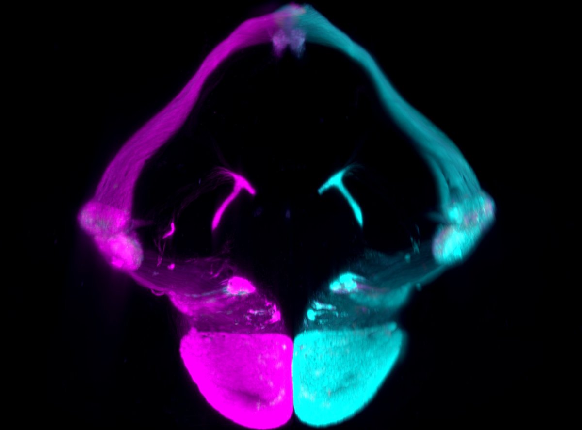 #SciencePhoto_IN 'Let's take a look' Author: Mar Aníbal Martínez @Mar_AnibalM Lab: Dr. Guillermina López @GLB_Lab 'Mouse visual system in 3D labeled in cyan (left eye) and magenta (right eye). With a @miltenyibiotec Ultramicroscope II and processed with @ImarisSoftware.'