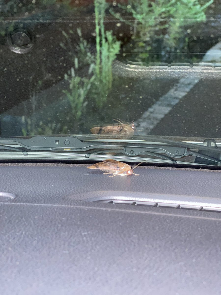 GeduldSHINOBU's tweet photo. 車内にまぁーまぁーのヤ��が侵入しているー😣
誰か助けてください。

夏は好きだけど、虫は嫌いです。 https://t.co/qdH9Pfneyq