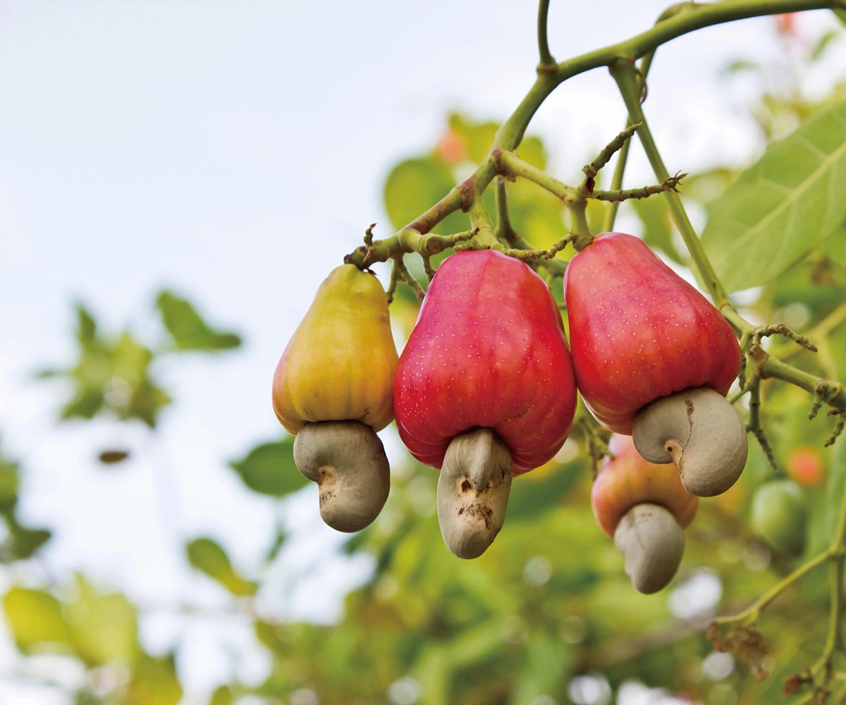 Cashew one of the most profitable crop nowadays. 
do you want to invest in them? hit  like❤️