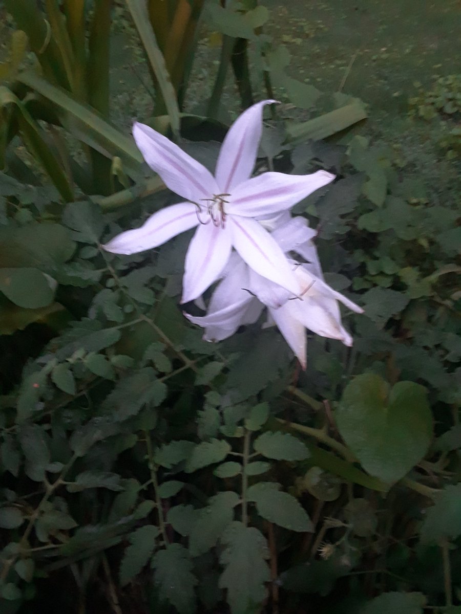 Morning Crinums