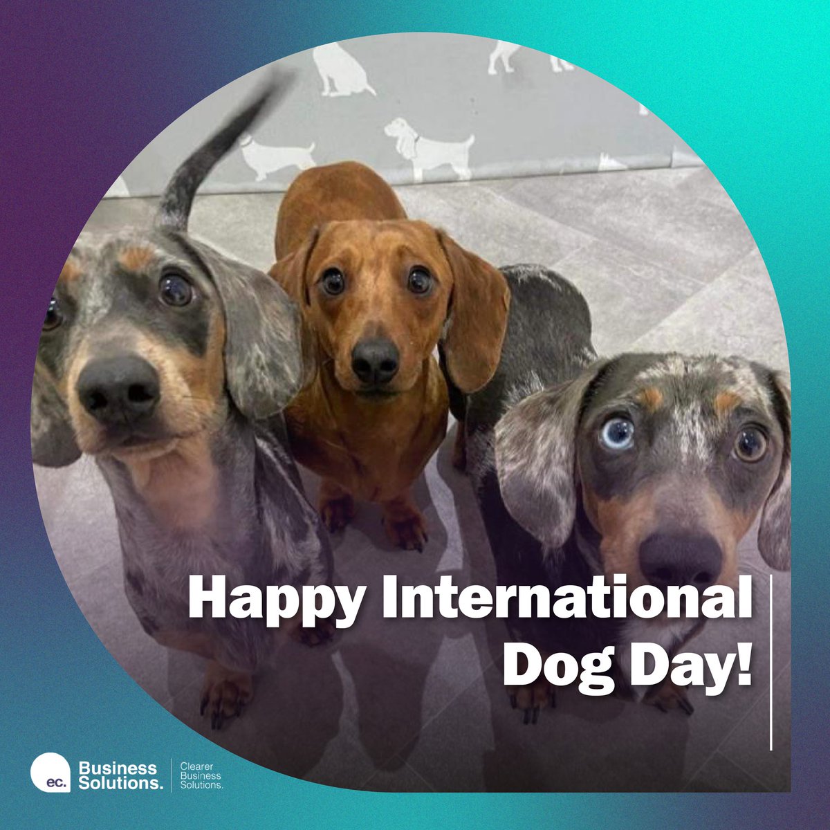 ecbusinesssol's tweet photo. Happy International Dog Day! 🐾
Earlier this year, our team were surprised when Nathan brought in his three sausage dogs, Otis, Albus and Rico. 😍
Share your favourite image of your dog in your workspace below! 👇 https://t.co/t84ZYm4PJw