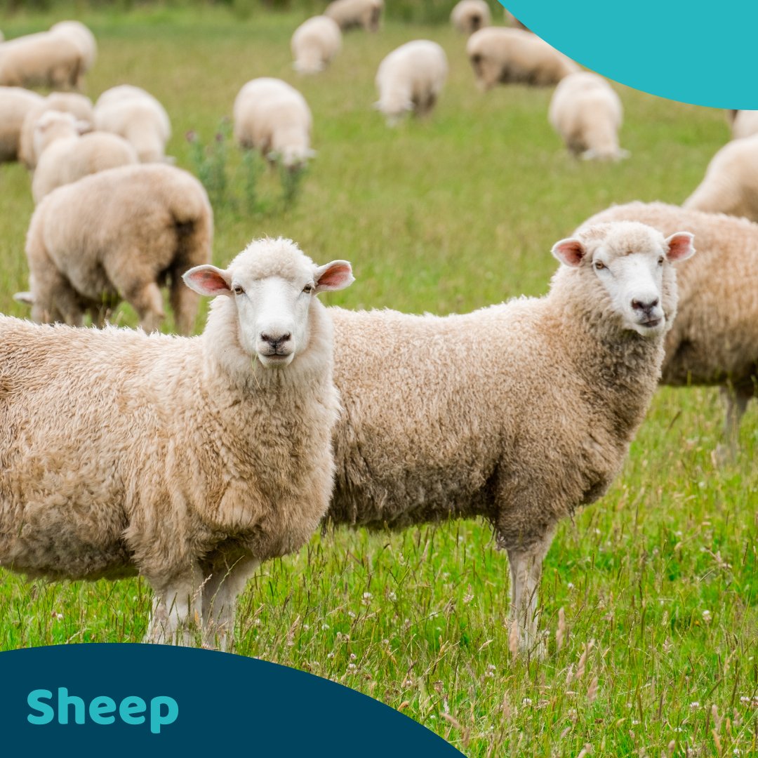 ACSCoursesUK's tweet photo. Study Sheep Husbandry with ACS https://t.co/CtZK6j3gcZ #sheep #sheephusbandry #sheephusbandrycourse #sheepfarming #sheepfarmingcourse #learnonline #onlinetraining #selfpaced #homestudy #studyanywhere #microcredentials #onlinecourse #homeeducation #onlinelearning #studywithacs https://t.co/r6KC8grepg