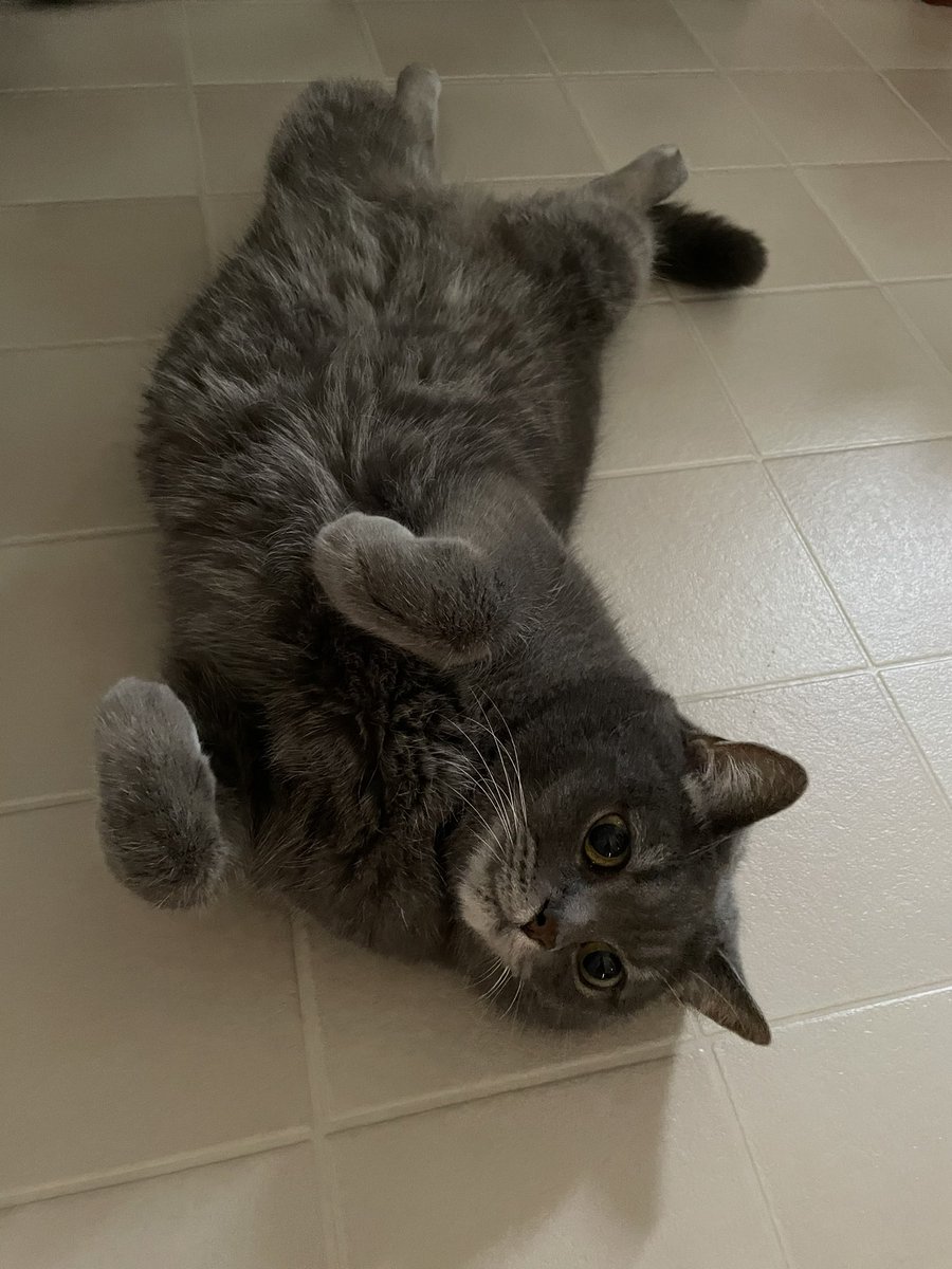 Roi_1230's tweet photo. 我が家にはラッコがいます🦦💕

#ねこ #ネコ #猫 #にゃんこ
#スコティッシュ #立ち耳 
#猫好きさんと繋がりたい https://t.co/oSDyaEseFp