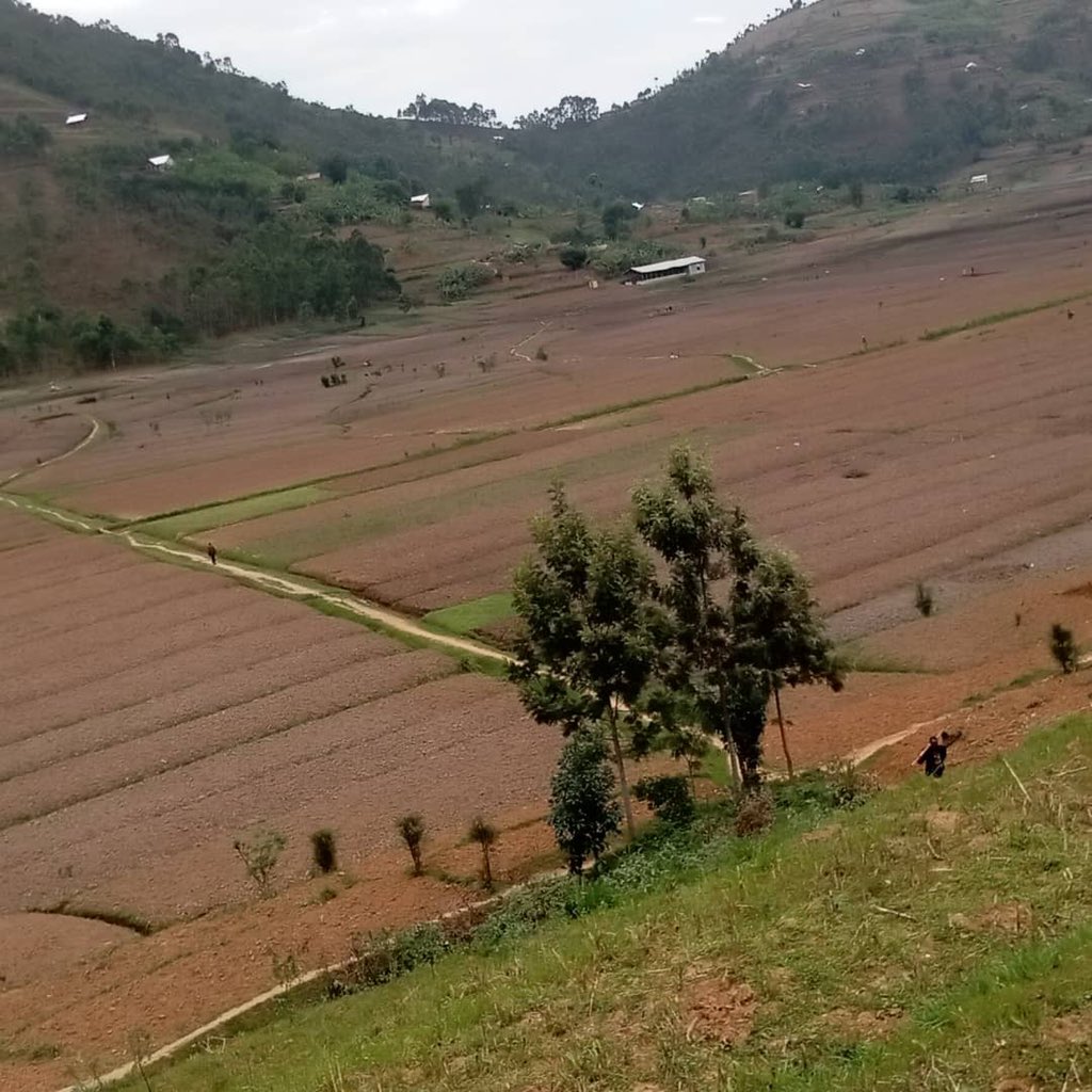 HoReCo_Rw's tweet photo. Mu rwego rwo kwitegura igihembwe cy’ihinga cya 2023A, @HoReCo_Rw ikomeje gufasha no gushishikariza abahinzi gutegura ubutaka hakiri kare mu rwego rwo kwirinda ko hazabaho ikererwa ryo gutera ku gihe @RwandaAgri @RwandaAgriBoard @Dr_Ildephonse @PrimatureRwanda https://t.co/cRQVL5rnsi