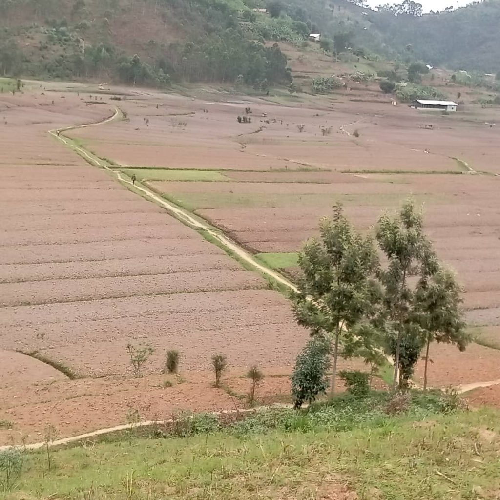 HoReCo_Rw's tweet photo. Mu rwego rwo kwitegura igihembwe cy’ihinga cya 2023A, @HoReCo_Rw ikomeje gufasha no gushishikariza abahinzi gutegura ubutaka hakiri kare mu rwego rwo kwirinda ko hazabaho ikererwa ryo gutera ku gihe @RwandaAgri @RwandaAgriBoard @Dr_Ildephonse @PrimatureRwanda https://t.co/cRQVL5rnsi