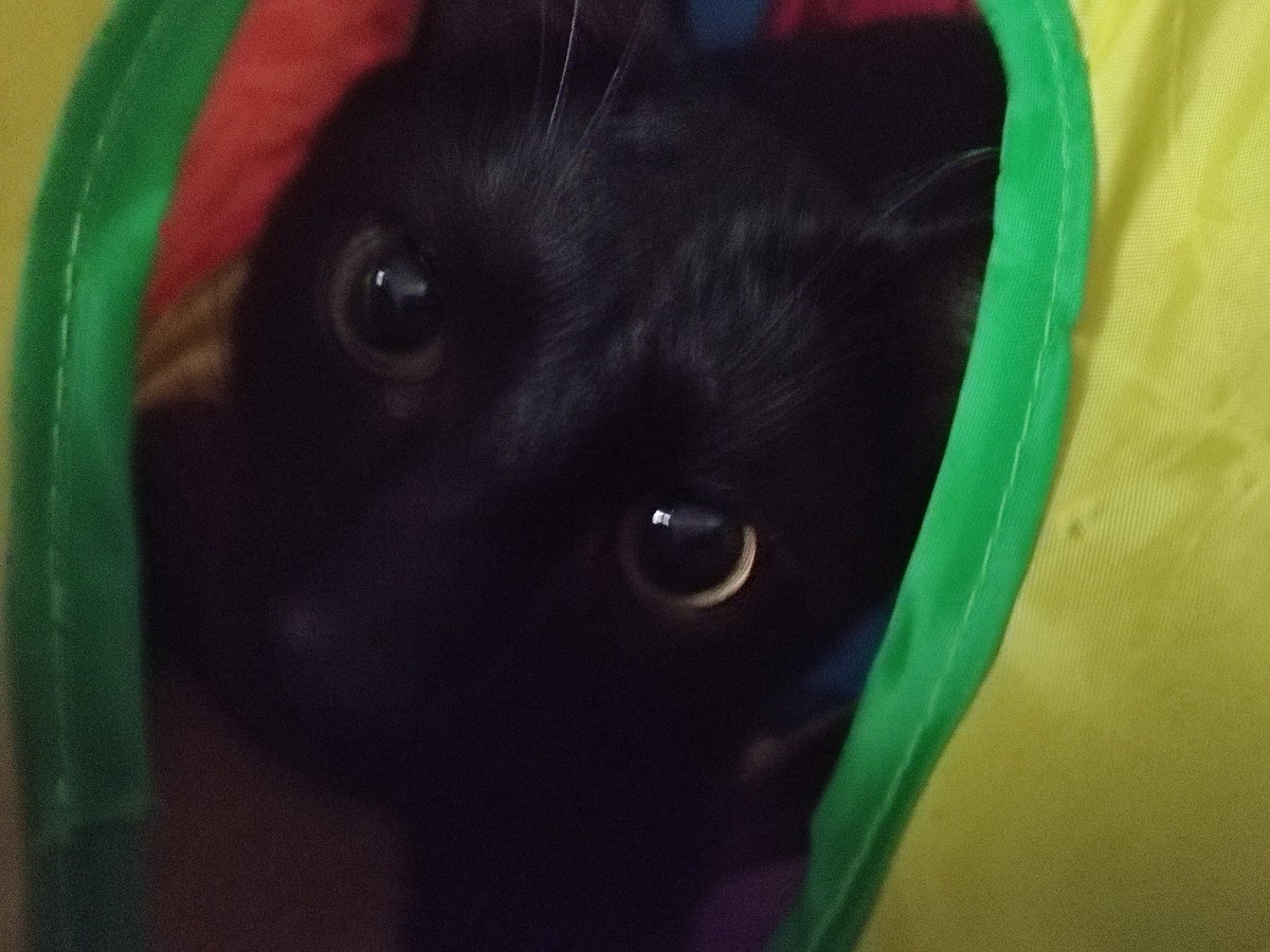 Lokiprotector_'s tweet photo. Yep there is something.... I really have a Loki at home https://t.co/Nl5ayl0AeG