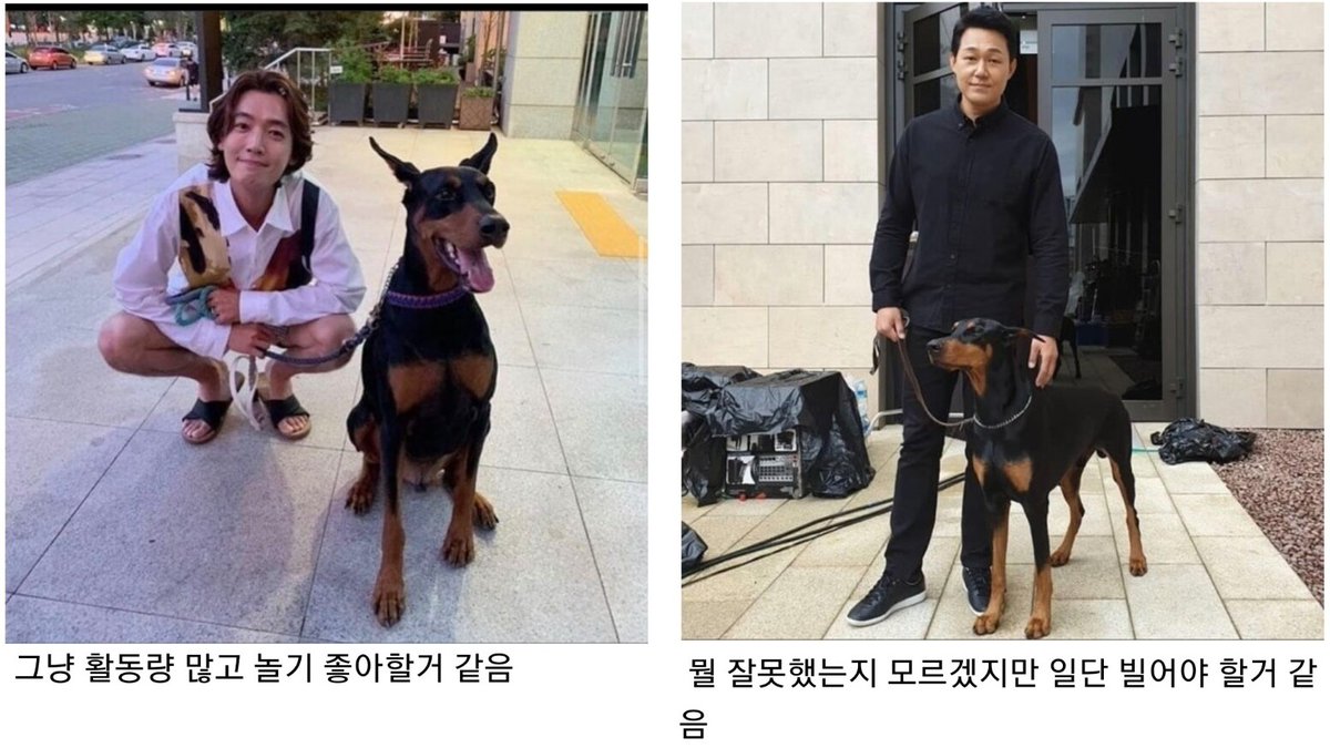 gaeuggyeo's tweet photo. 견종보다 주인 이미지가 중요한 이유 https://t.co/AYr90fsHrU