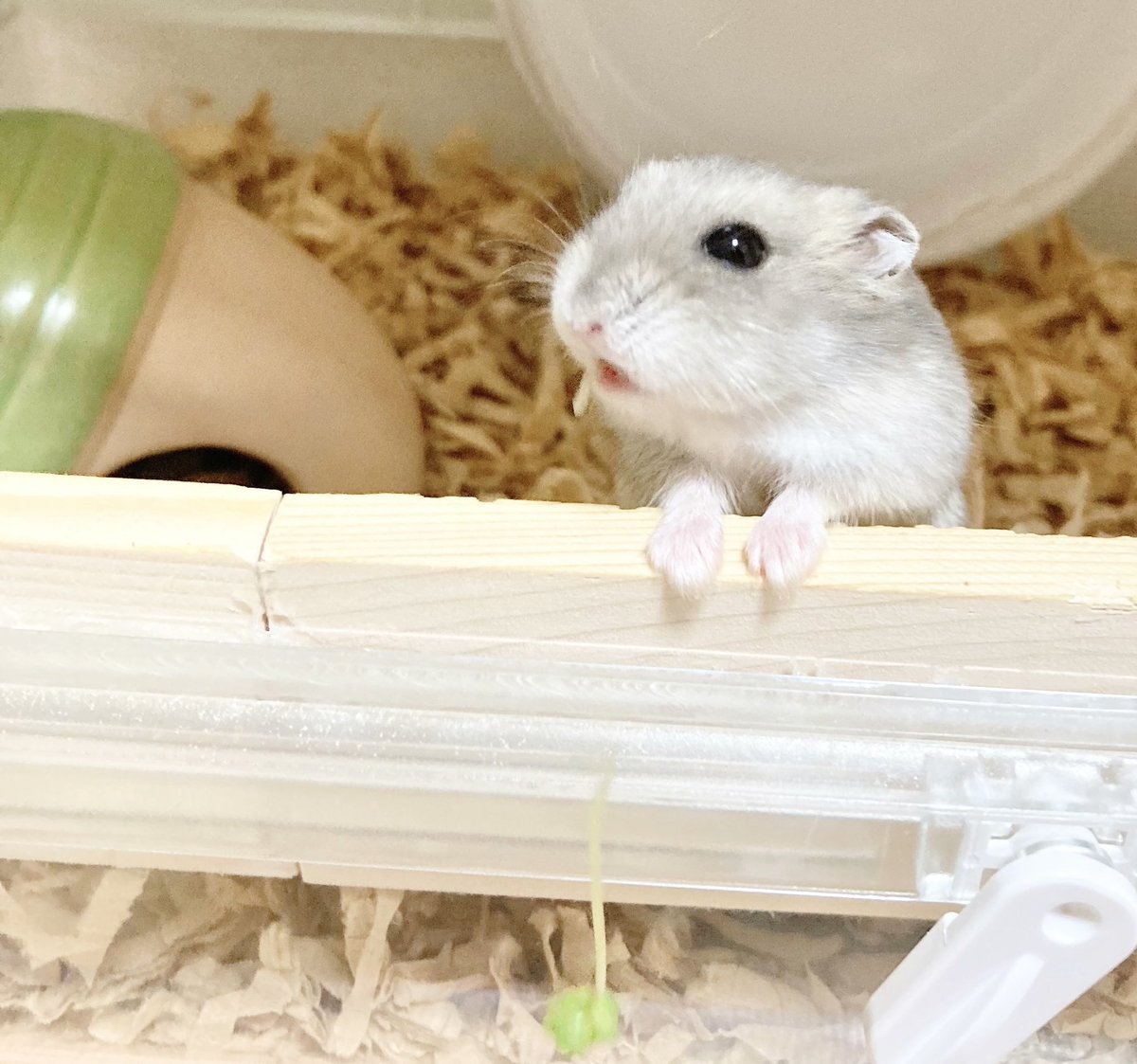 tanuki091's tweet photo. ブロッコリースプラウトが途中で千切れた瞬間🐹🌱
＃ハムスター
＃キキ https://t.co/Tp9VgGcM5q
