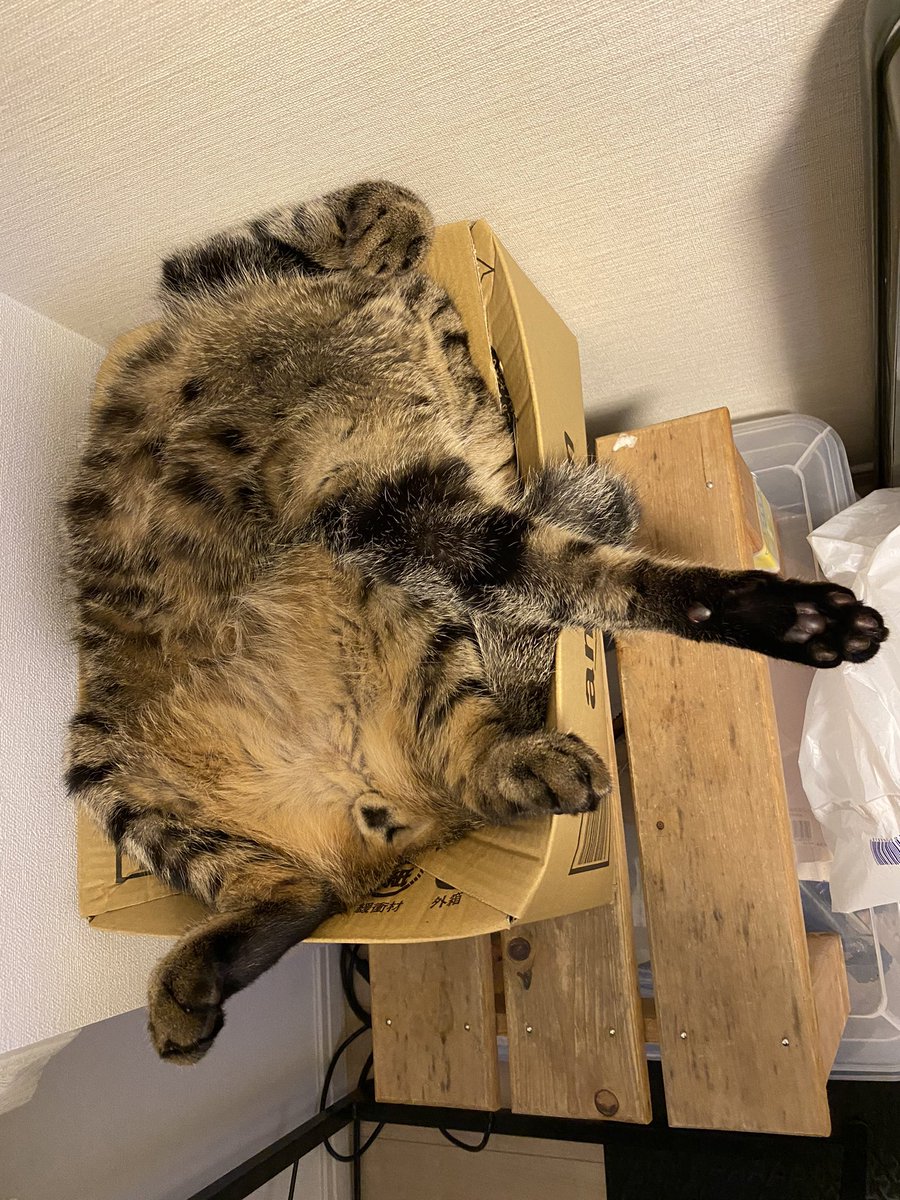 kl_qnt's tweet photo. 今日の猫
無防備過ぎ https://t.co/wVQ8Ds5JOE