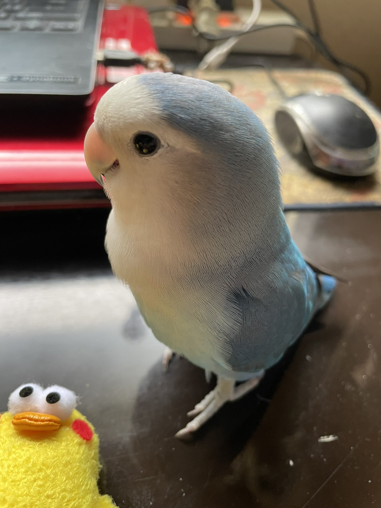 コザクラインコ 剥製 Posts with replies by たかたか