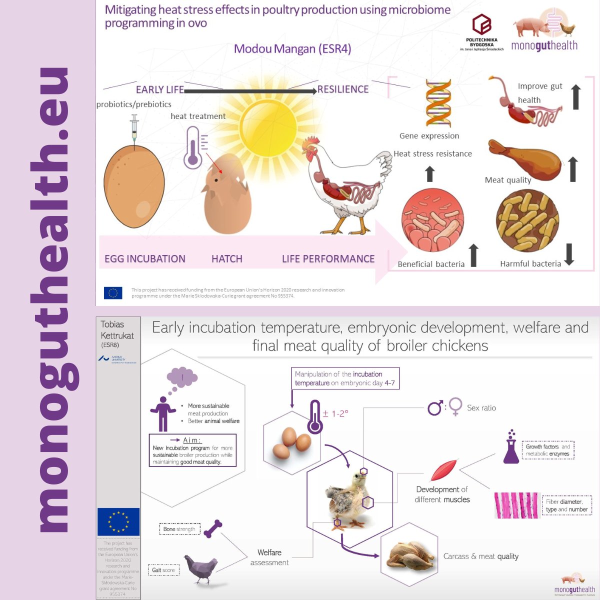 MonoGutHealth (@monoguthealth) on Twitter photo How can temperature be both a chance and a challenge in broiler production? Have a look at how ESR8 and ESR4 explore this important parameter during incubation of broiler eggs to improve #welfare of the #chickens!
<a href="/aarhusuni_int/">Aarhus University</a> <a href="/Pol_Bydgoska/">Politechnika Bydgoska</a>
#scicomm #phd #H2020 #keytopicsofMGH How can temperature be both a chance and a challenge in broiler production? Have a look at how ESR8 and ESR4 explore this important parameter during incubation of broiler eggs to improve #welfare of the #chickens!
<a href="/aarhusuni_int/">Aarhus University</a> <a href="/Pol_Bydgoska/">Politechnika Bydgoska</a>
#scicomm #phd #H2020 #keytopicsofMGH