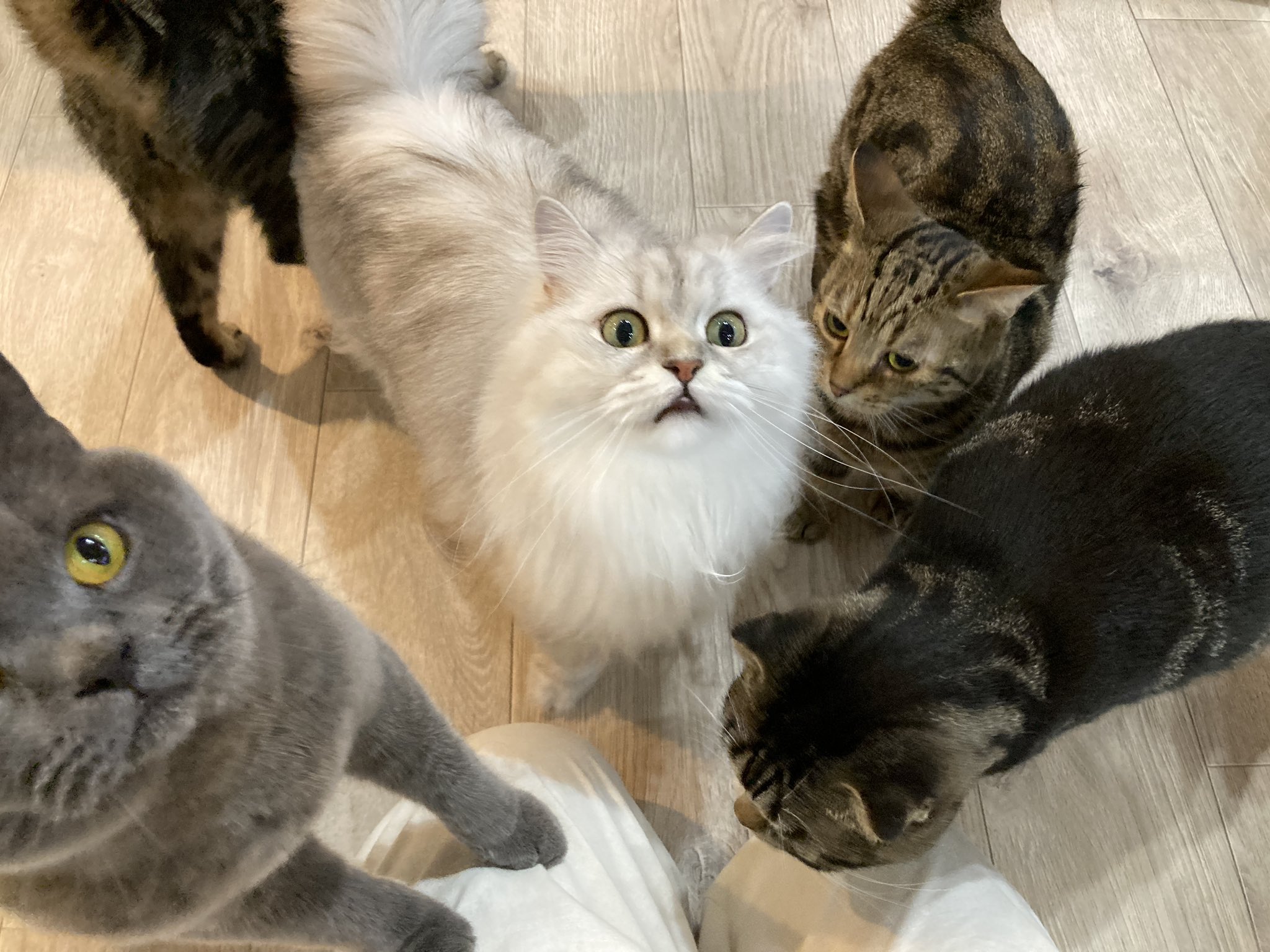 おひとり様専用猫カフェ Arisa Hitori Catcafe Twitter