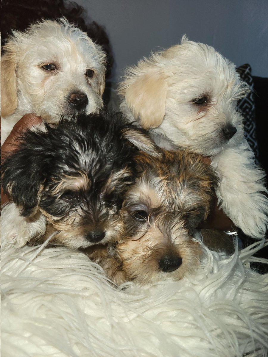 july1972twin's tweet photo. @DCAllisontv hi Allison, look who has puppies...your PJ and Minnie...#TheyCallItPuppyLove 🐕🐾❤️🐕🐾❤️ https://t.co/gjlYp3nFXA
