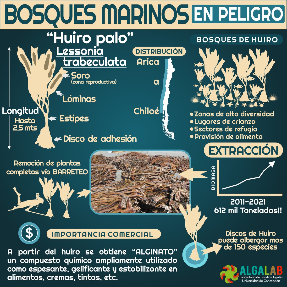 A propósito de los #BosquesMarinos #BosquesAzules  - Les dejamos esta Infografía sobre los bosques de Huiro Palo 'Lessonia trabeculata'.
En 🇨🇱 la extracción se realiza sólo desde praderas naturales. En los últimos 10 años las cifras oficiales= 612mil toneladas😑
Basta!
Favor RT.