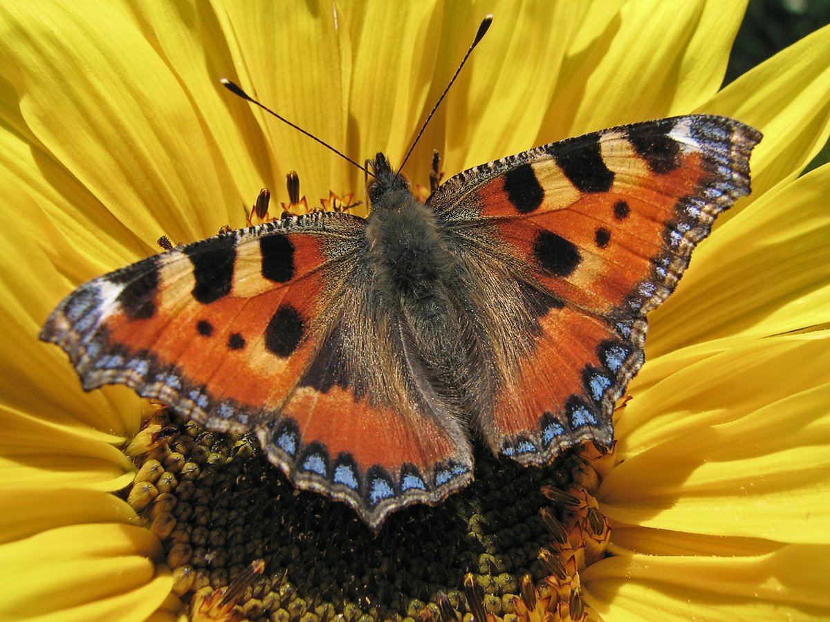 delevendenatuur's tweet photo. Vlinders tellen: incidenten of trends?
Soms zeggen de tellingen inderdaad niet zo veel. Maar tellingen geijkt met cijfers uit het Netwerk Ecologische monitoring, bevatten ineens wél waardevolle informatie.
https://t.co/19n4P8LEcY
Foto: Darkone, CC BY-SA 2.5 via Wikimedia Commons https://t.co/5DRAyztKwo