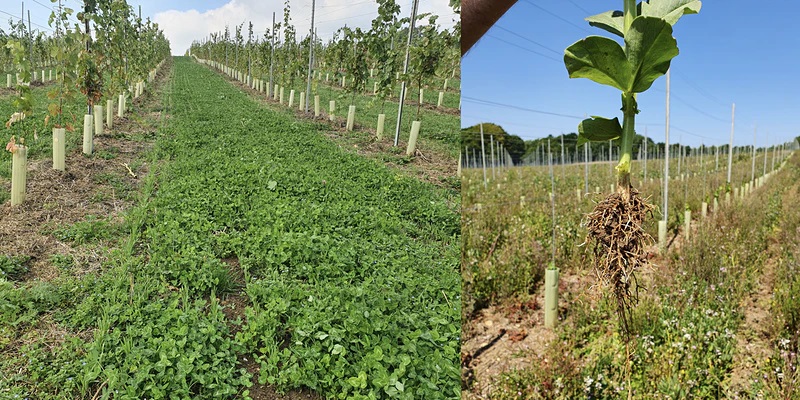 REGENERATIVE WORKSHOP DAY - 5 SEP - PENN CROFT, SURREY - £36 PP INC. LUNCH Join Justin Howard-Sneyd MW <a href="/Just1nHS/">Justin Howard-Sneyd</a> <a href="/DartingtonTrust/">Dartington Trust</a> <a href="/Wine_GB/">Wines of Great Britain</a> <a href="/Penn_Croft/">Penn Croft Vineyards</a> <a href="/ItascaWines/">Itasca Wines</a> &amp; <a href="/RegenViti/">The Regenerative Viticulture Foundation</a> Informative theory &amp; practical sessions  
#viticulture #vineyards #wineries
Event link in comments: