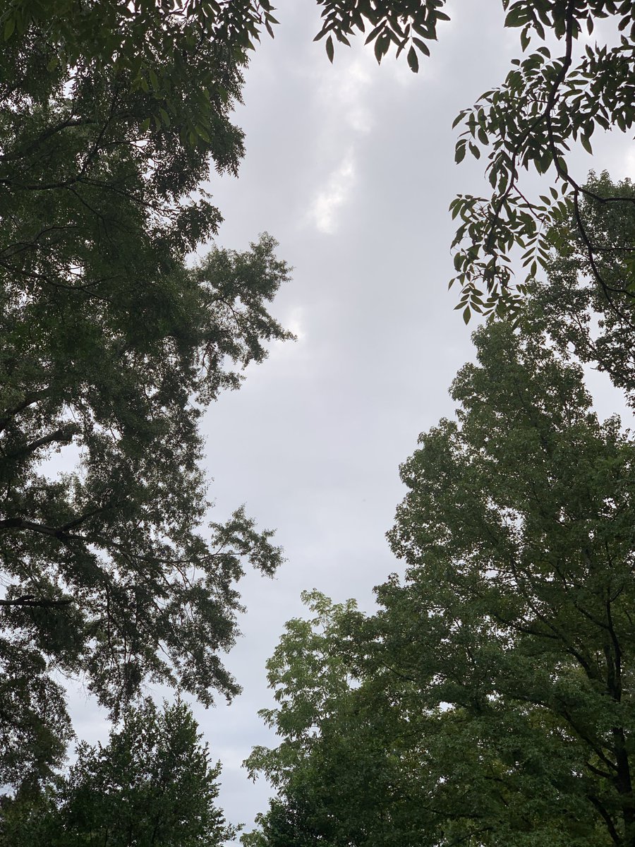 okamoto_sandra's tweet photo. Good morning, Columbus! Another dreary day. #ColumbusGA #mydailyphoto #08/25/2022 #2022project #completelycloudy #nosignofsunormoon #60%chanceofrainlater #groundsoakedfromrain #coolbuthumid #nobreeze #birds&cicadasloud #roostercrowing #neighborsdogsbarking #mymoonobsession https://t.co/CPFd8apXpH