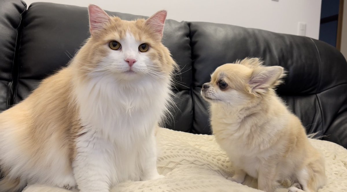 もふもふ猫のテディ (@NorwegianTeddy) / Posts / X