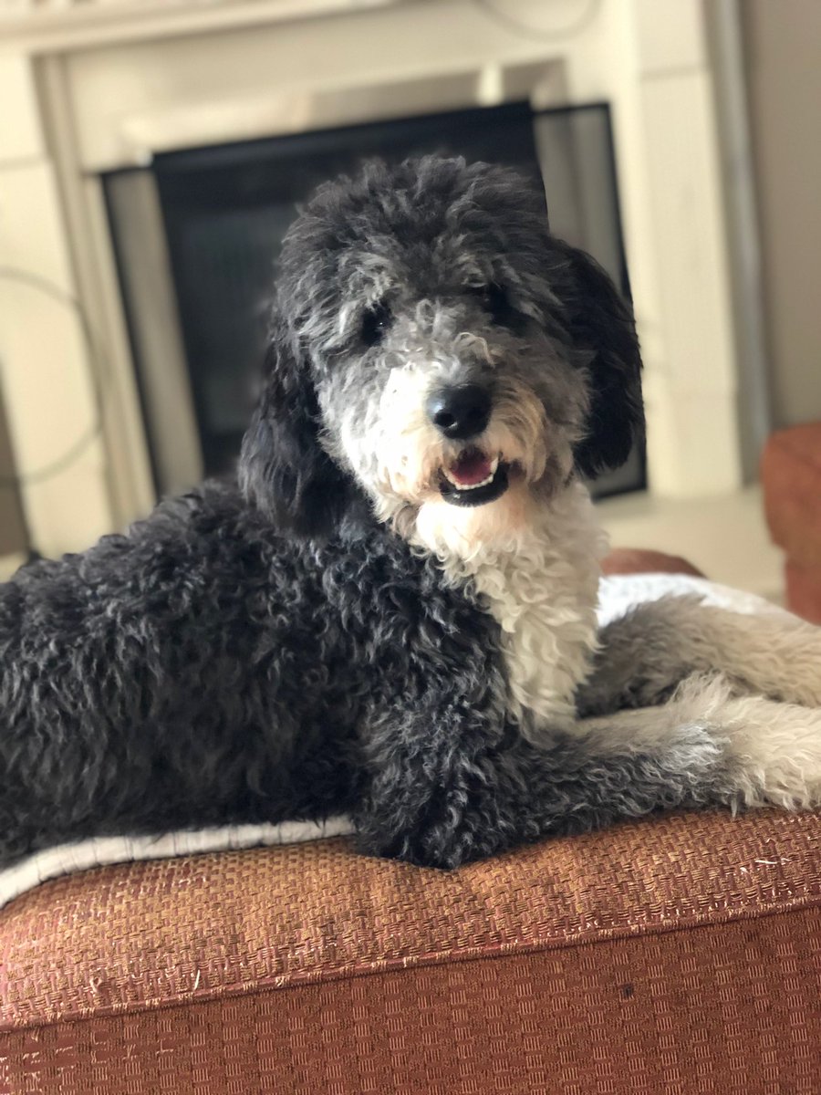 JeffPortelance's tweet photo. @CBC Here’s our cute baby girl!!
#bark bark https://t.co/8wzgr3Vu9B