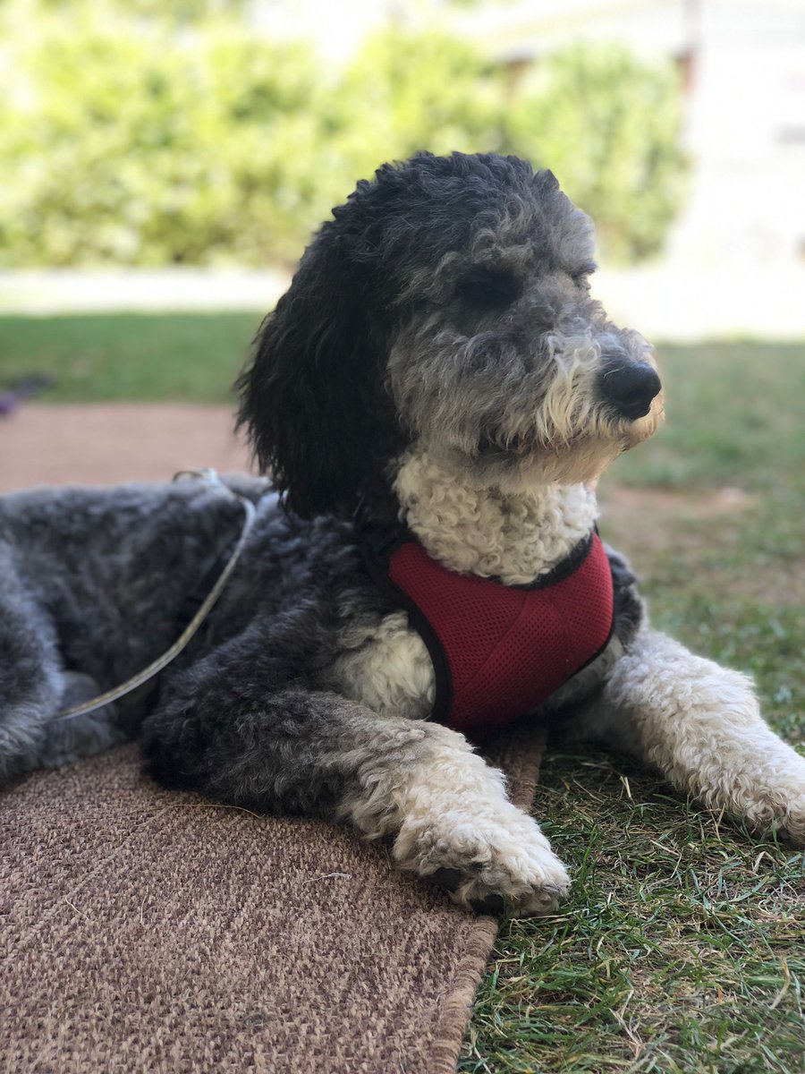 JeffPortelance's tweet photo. @CBC Here’s our cute baby girl!!
#bark bark https://t.co/8wzgr3Vu9B