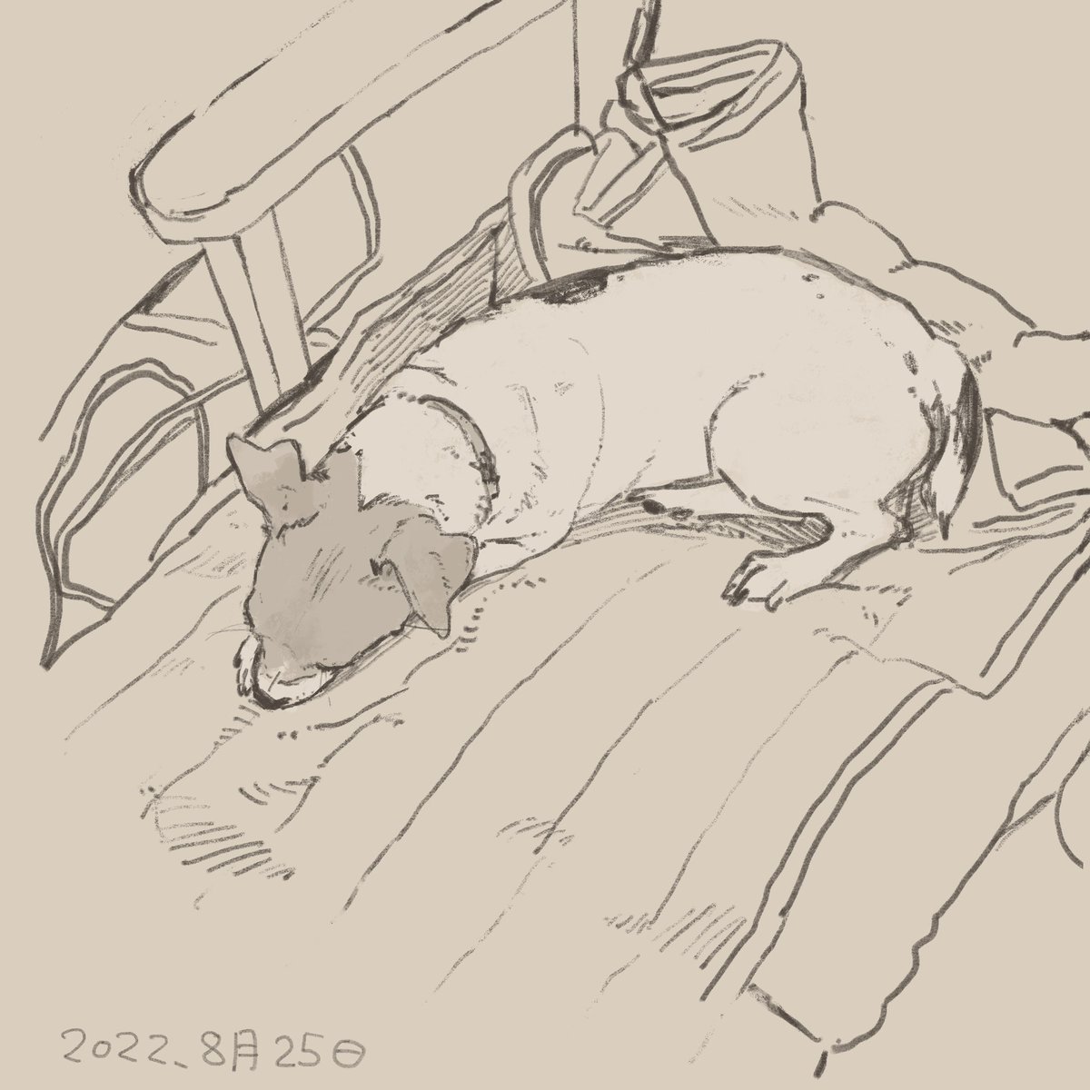 寝る前に手をぺろぺろするちゃんクー 