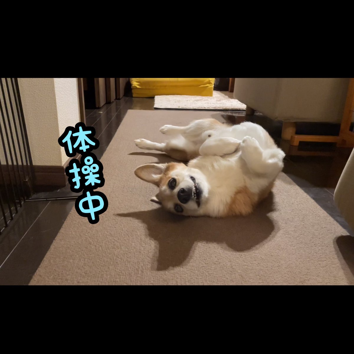 atmurnduke's tweet photo. 寝床を次々と変えてくねくね体操をするコーギー犬バロン https://t.co/qaBxOIEOI9 @YouTubeより https://t.co/82uPel6GLq