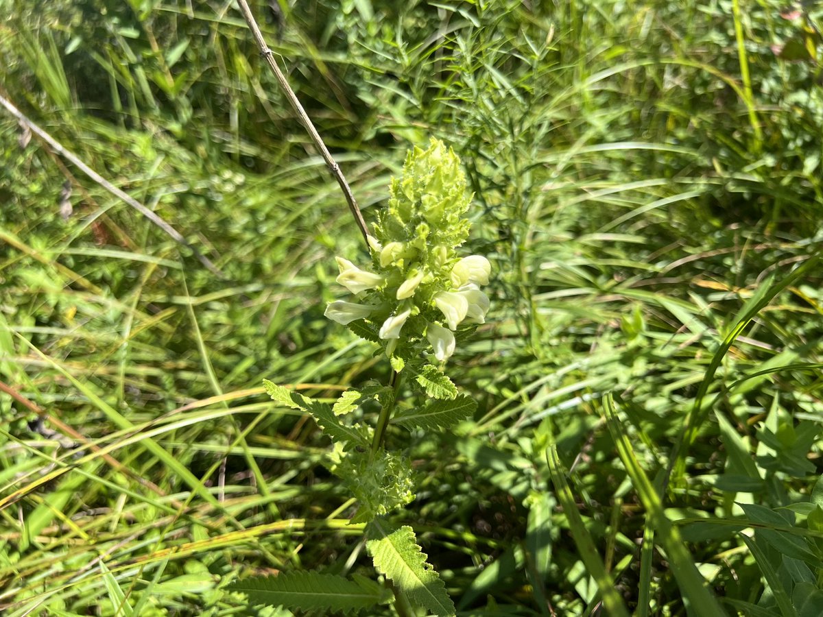 A fen in Mitchell County, IA in full bloom. Some notable species included Salix bebbiana and Pedicularis lanceolata. #fen #botany #iowa #midwest
