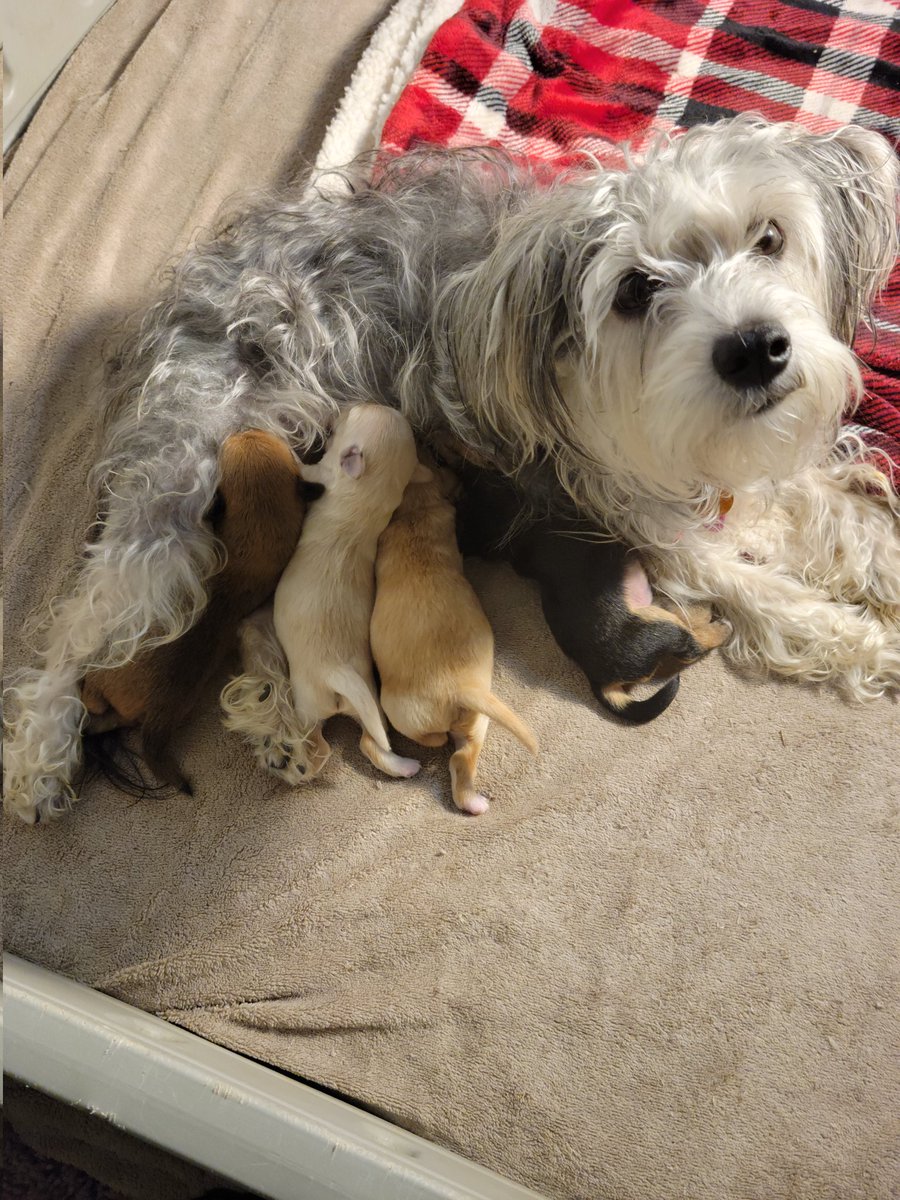 july1972twin's tweet photo. @chris_fox5dc @TuckerFox5 can you share these cuties...PJ and Minnie's Puppies ...and they call it puppy love🐕🐾❤️🐕🐾❤️..meet Cash,Ghost,Onyx and Cameo https://t.co/7okhERmOYq