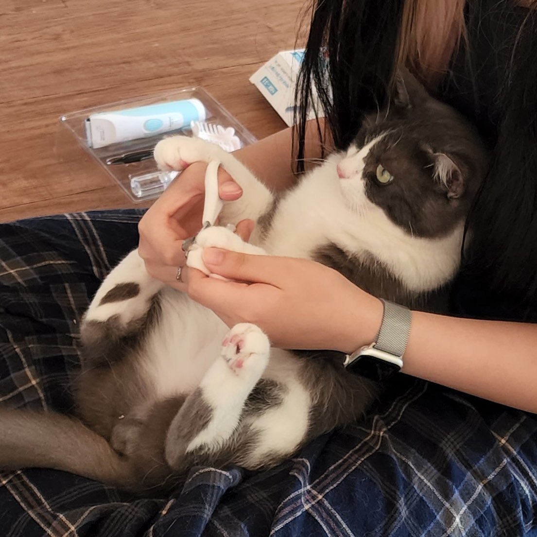 doctoral_degree's tweet photo. 칭찬해주세요!!
의젓하게 발톱 깎는 우리 고양이를요!!! https://t.co/SpN247hFGj
