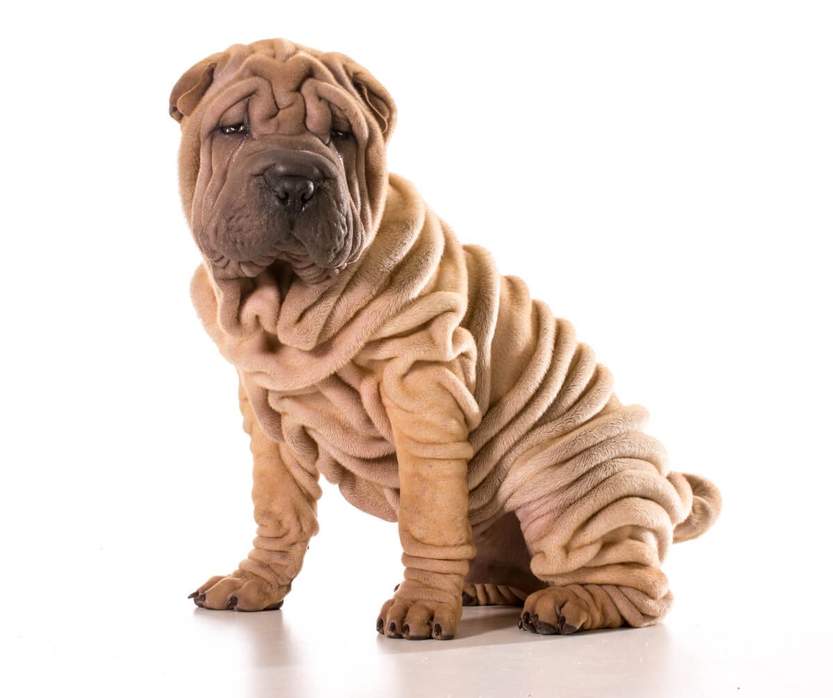 Cuando lloraba mi abuela me decía que por cada lagrima iba a salirme una arruga.
Yo tendría que ser un sharpei ya.