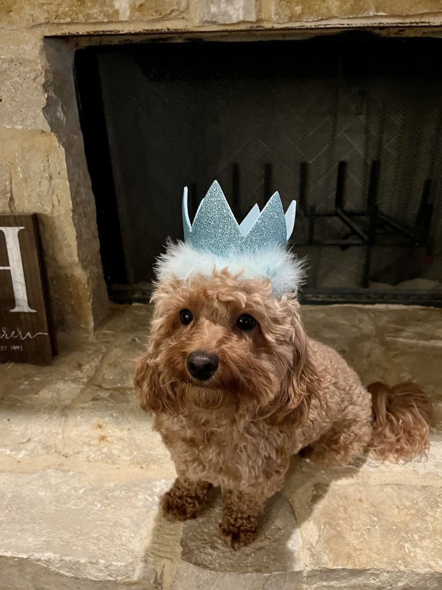 Peteherrera39's tweet photo. Roses are red, Violets are blue Lordy Lordy looks who’s Two. Happy birthday to this psycho girl that we Love so much. Pet at your own risk. #shebites #charlee https://t.co/u1wMkXFuaf