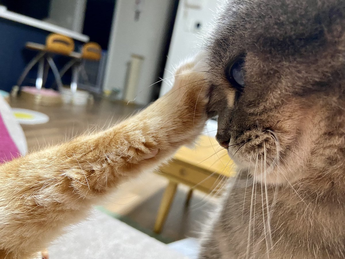 land_jang's tweet photo. 잘 자고 있는 형아는 왜 자꾸 괴롭히… https://t.co/8odXKlRost