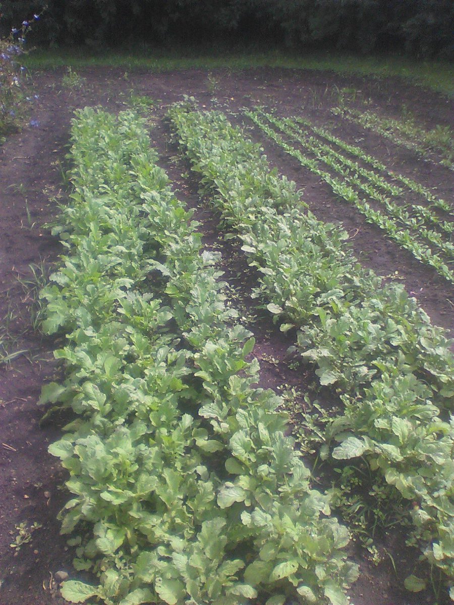 Wally Satzewich tweet media