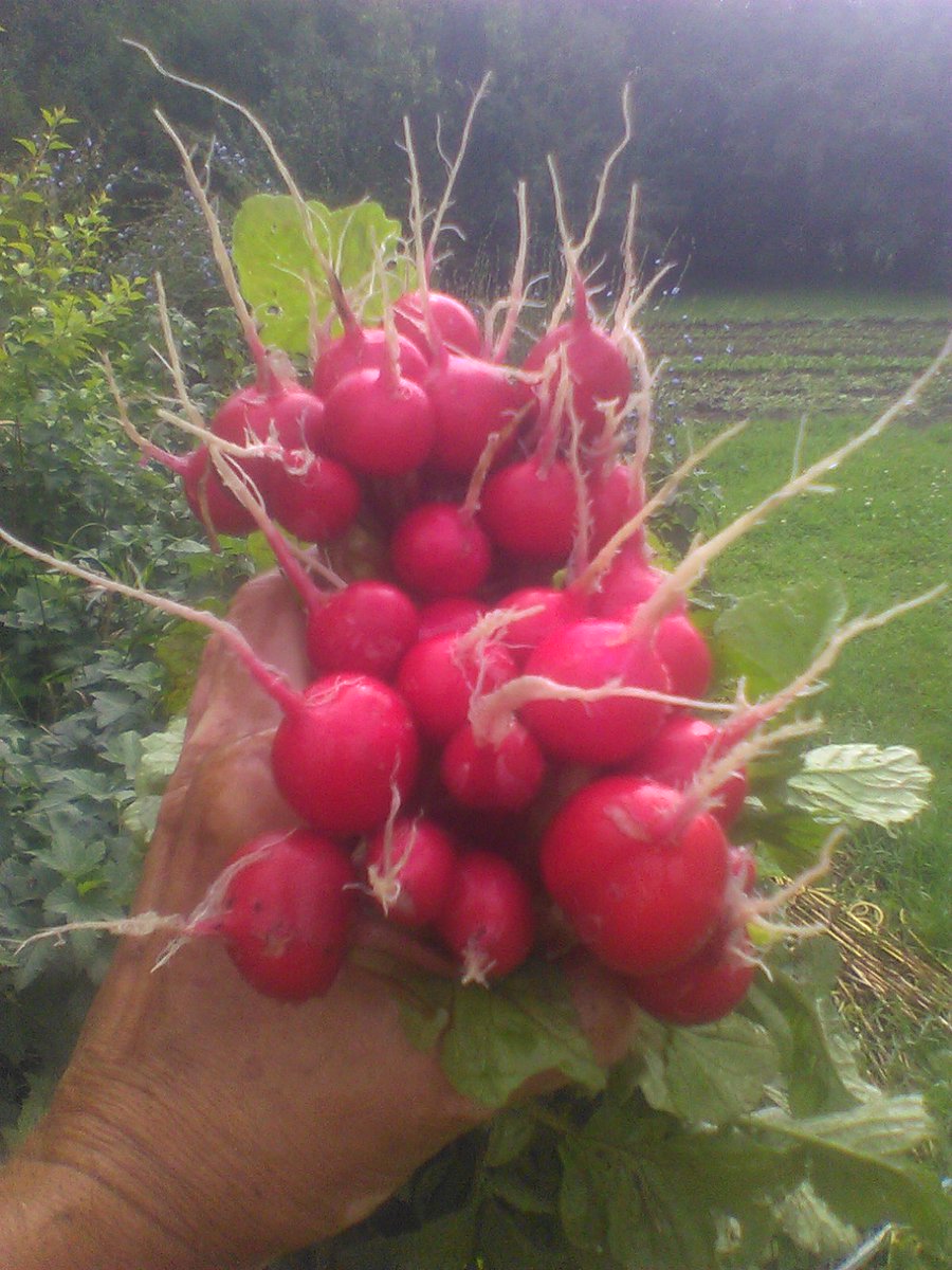 Wally Satzewich tweet media