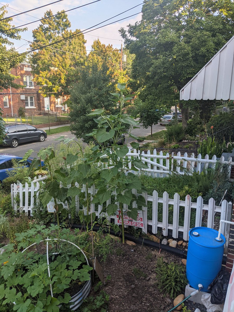 SKulumani's tweet photo. @CKulumani The sunflower continues to grow. No stopping it https://t.co/U1bPfhkxPl