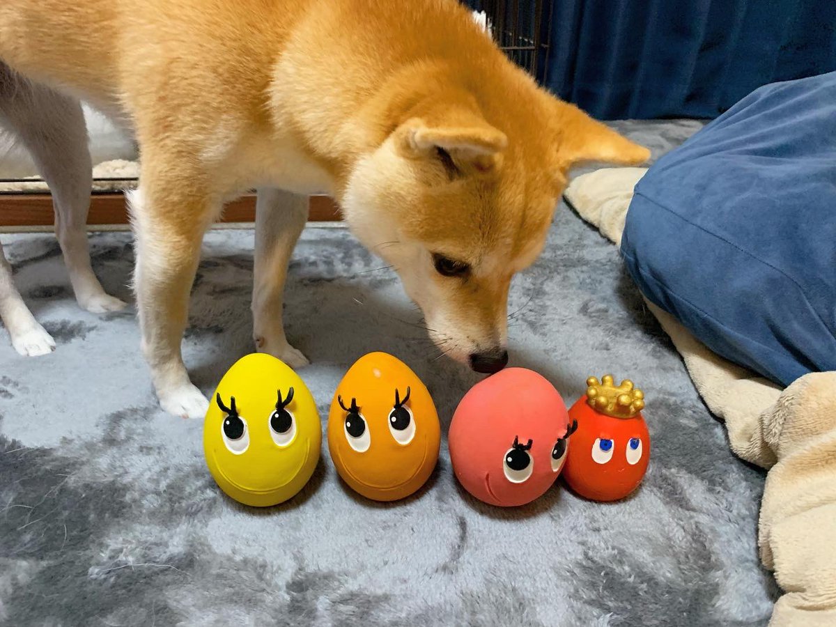 kinakoooo_0816's tweet photo. きなおのたまごちゃん達🥚🌻 https://t.co/A4tZO9pTlm
