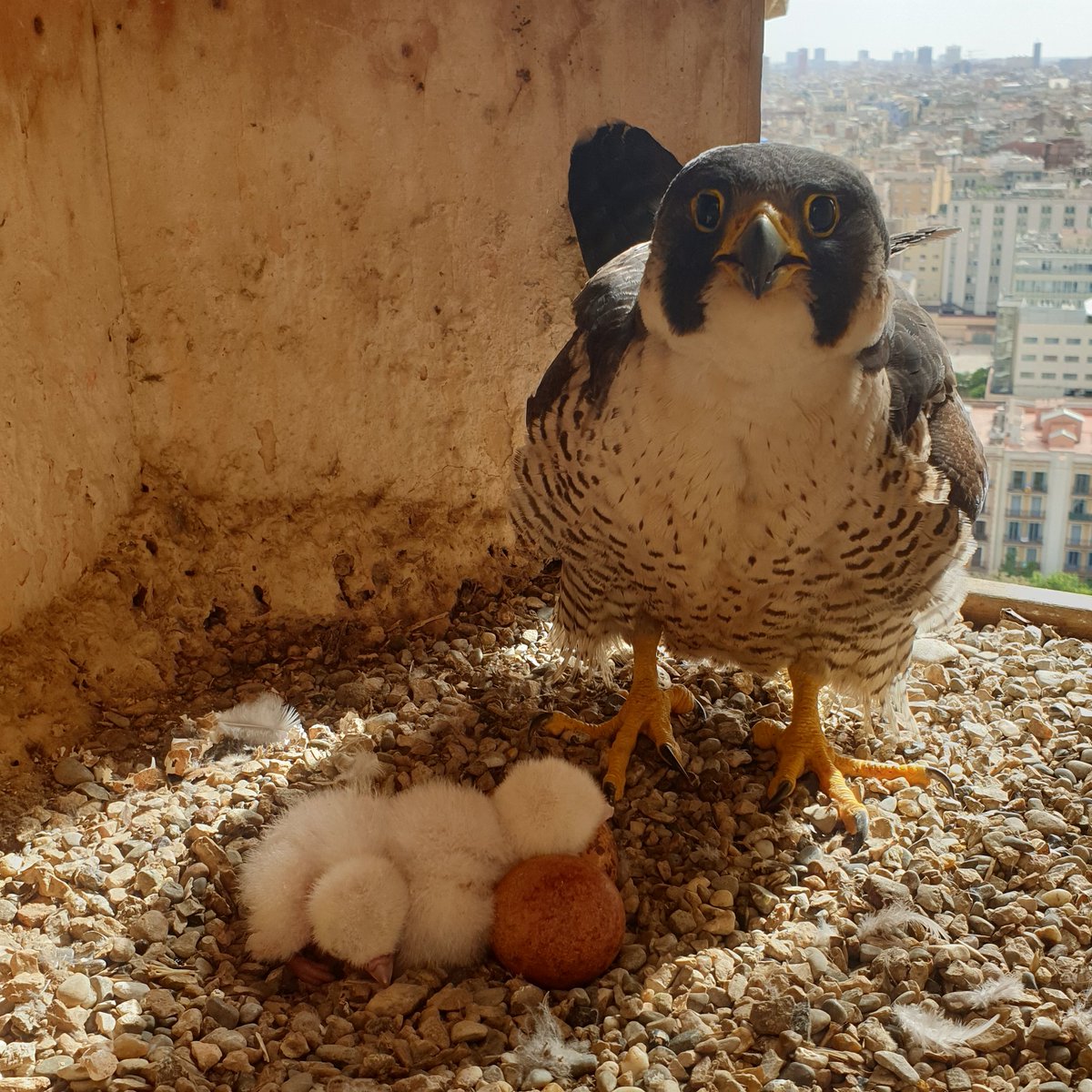 efemarq's tweet photo. I aquest és un de la parella de falcons pelegrins que viuen en un dels campanars de la Sagrada Família des del 2004 i que el passat 29 d'abril van dir: com que encara us falta molt per a acabar nosaltres posem els ous aquí i augmentem la família. | 📷 Eduard Durany, biòleg https://t.co/H6FbKnddmh
