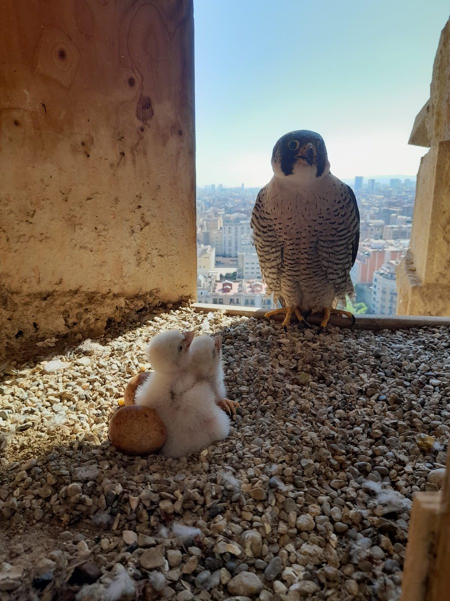 efemarq's tweet photo. I aquest és un de la parella de falcons pelegrins que viuen en un dels campanars de la Sagrada Família des del 2004 i que el passat 29 d'abril van dir: com que encara us falta molt per a acabar nosaltres posem els ous aquí i augmentem la família. | 📷 Eduard Durany, biòleg https://t.co/H6FbKnddmh