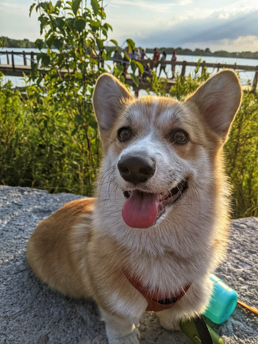 Lchinyou's tweet photo. @CBC Our darling corgi Cheddar definitely deserves to be featured! https://t.co/yBi00XUUtQ