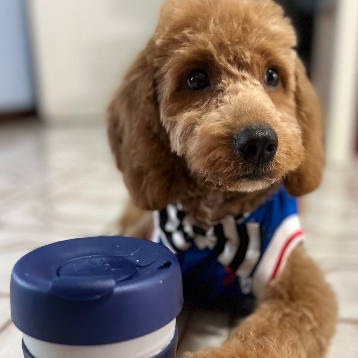 We love our four legged friends and we know you do too! 🐕 Friday is #NationalDogDay, &amp; we have a special gift for your little buddies. Guess what it is! 🐕 
Only while supplies last. At our Old City and Reading Terminal Market Main locations.
*Service dogs only inside the shops.
