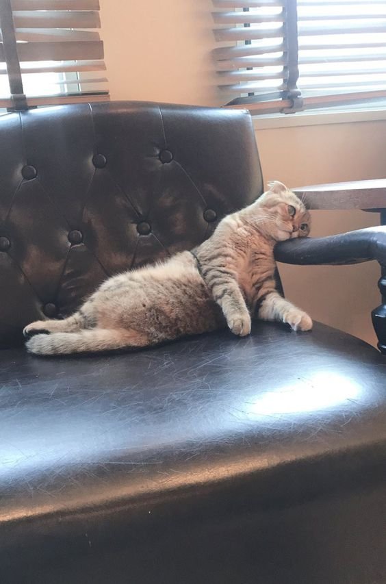 DontShowYourCat's tweet photo. so you had a bad day https://t.co/ovpf0Yw12B