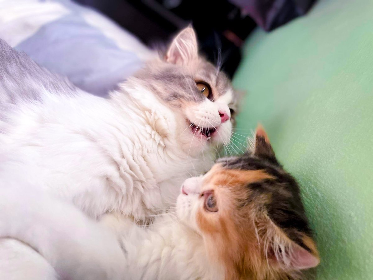 KritBeamm's tweet photo. Smile a little more, regret a little less. #The best safe zone is a cat. https://t.co/eWxVBGooL7