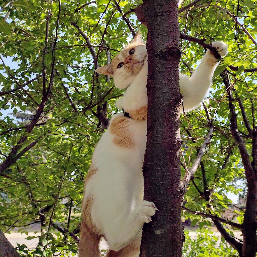 FartyCheddarCat's tweet photo. Hello! Hai!
I's in da twee!
I climed up fast,
So hi I be!

I calls to mama,
Look at me!
Den I climes down
All gwacefully

#CheddarPoetry https://t.co/a1ZIEp6nWt