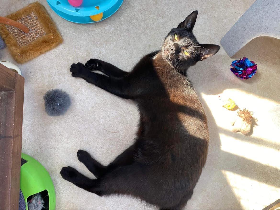 Gorgeous Puss Puss is around a year old and looking for a home where she will be the only pet. She is affectionate and would like to go outside away from busy roads Call 01416385110