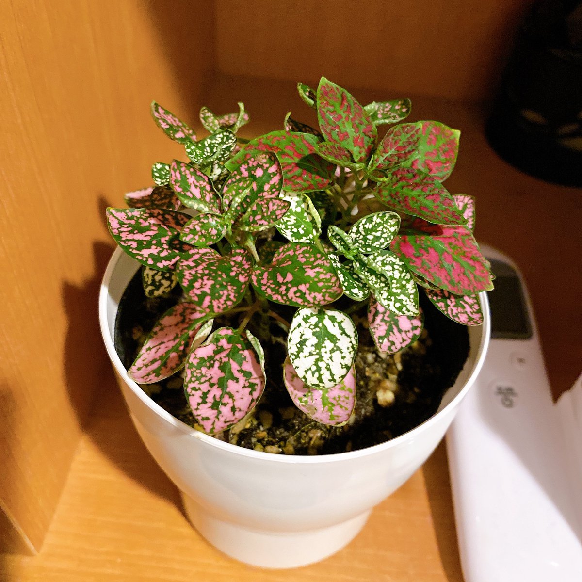 浮き輪は諦めて、名前は分からないけど可愛い謎の草を飾ることにしました🤭植物をすぐに枯らす私がどこまで育てられるかは分かりませんが、せっせと水やりしたいと思います🌷*°