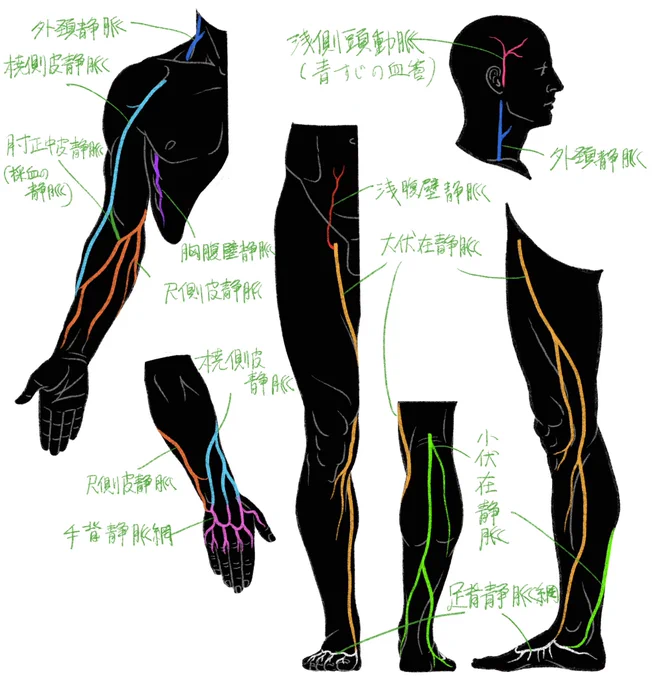 指先に近づくと個人差大きくなるけど、おおよそこんな感じです。  
